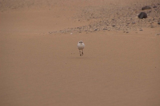 Free Bird Sand photo and picture