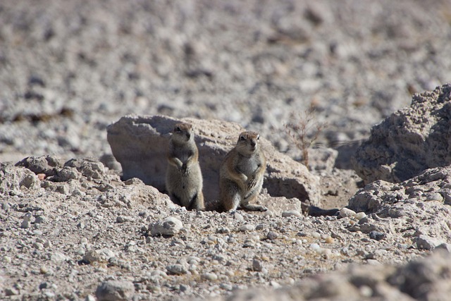 Free Gophers Animals photo and picture