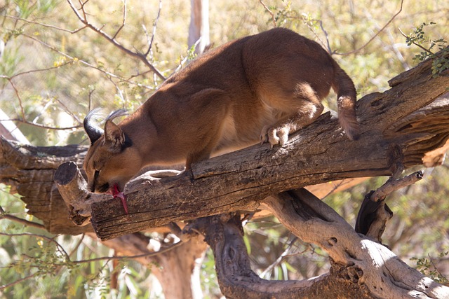 Free Lynx Big Cat photo and picture