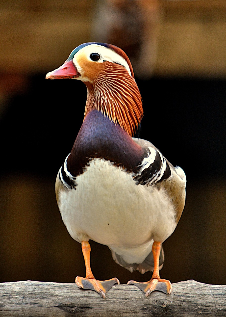 Mandarin Duck Zoo Free photo on Pixabay