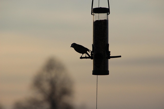 Free Bird Bird Feeder photo and picture