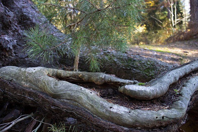 Free Forest Nature photo and picture