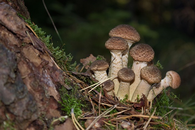 Free Mushrooms Tree photo and picture