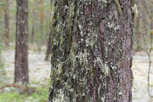 Bark, Boreal, Filialen, Braun
