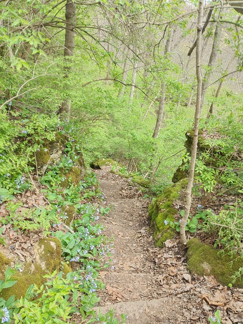 Fantezie, Flori, Verde, Drumeții, Pași
