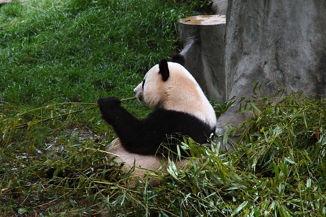Free Young Panda photo and picture