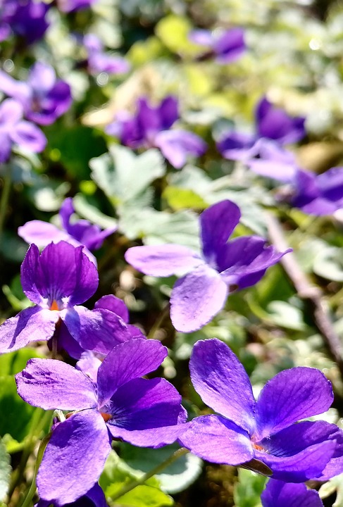 Spring Violets Field - Free photo on Pixabay - Pixabay