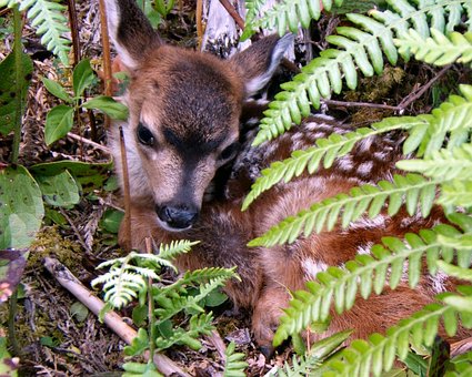 Free Fawn Baby Animals photo and picture