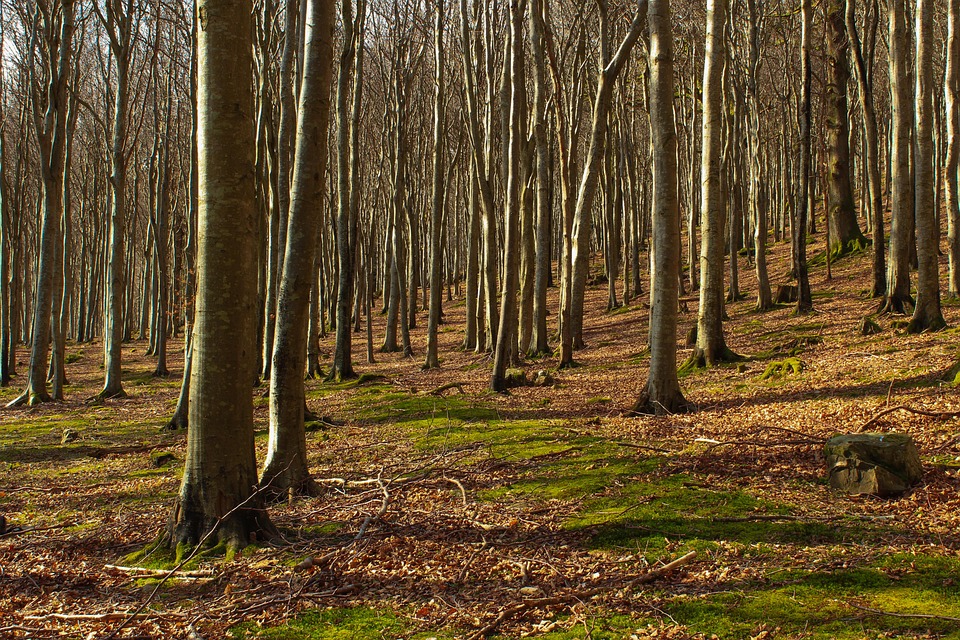 Forêt Des Arbres Les Bois - Photo gratuite sur Pixabay - Pixabay