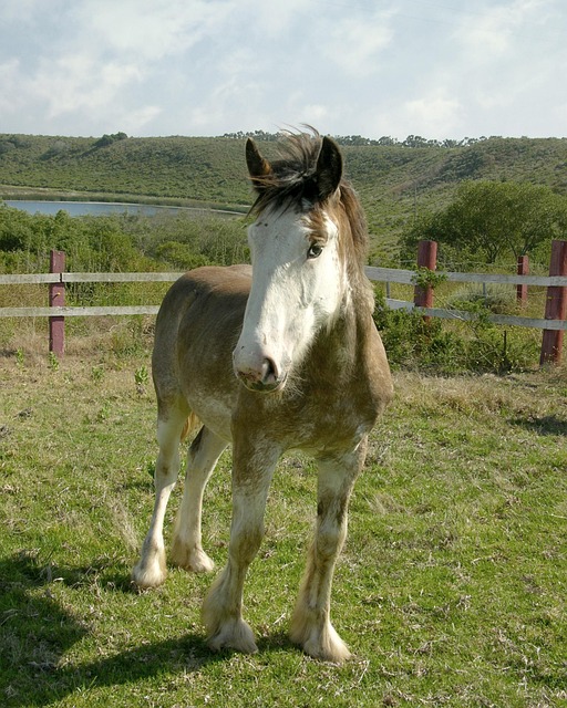 Horse Colt Pony - Free photo on Pixabay