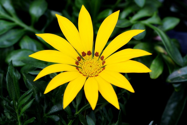 Le Voir Super Maximale, Ostéospermum