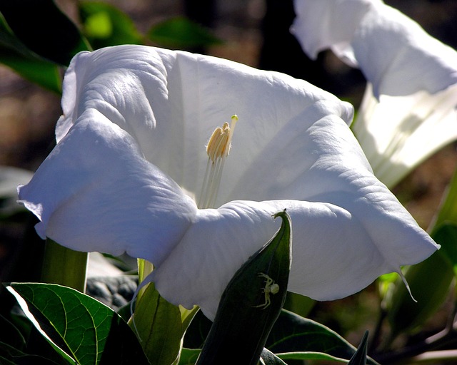 40+ Free Datura & Datura Stramonium Images - Pixabay