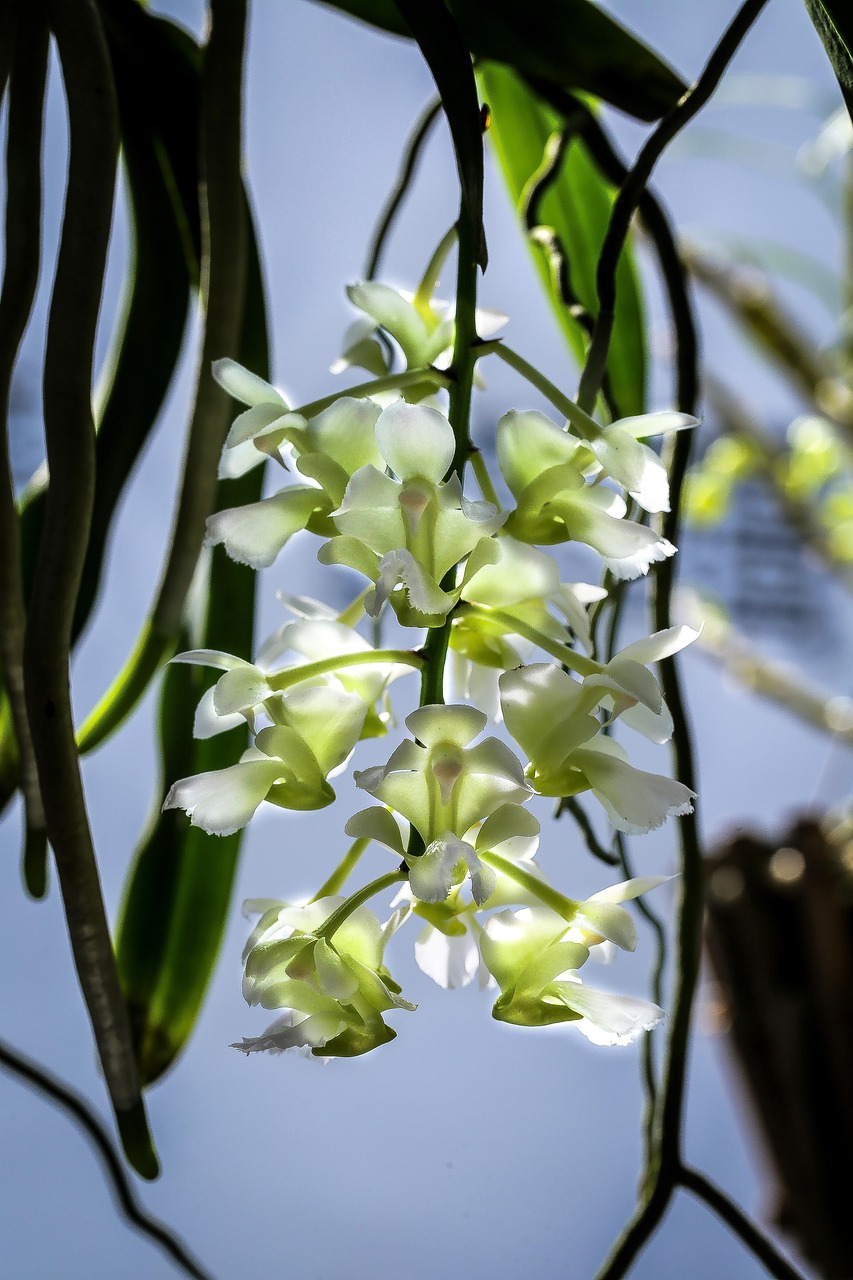 Orchids Living In The Rainforest Free photo on Pixabay Pixabay