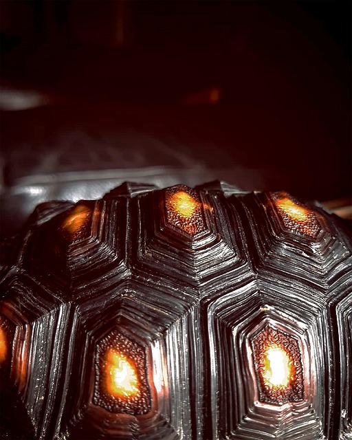 Free Turtle Turtles photo and picture