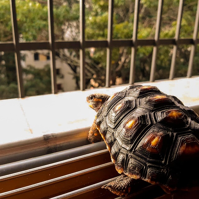 Free Turtle Turtles photo and picture