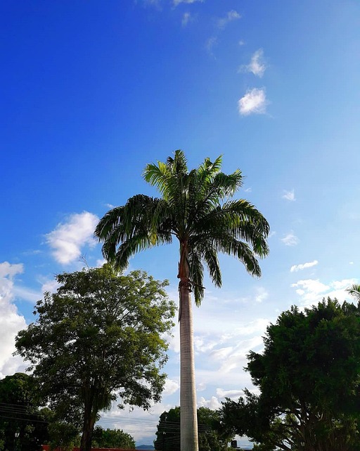 Free Tree Sky photo and picture