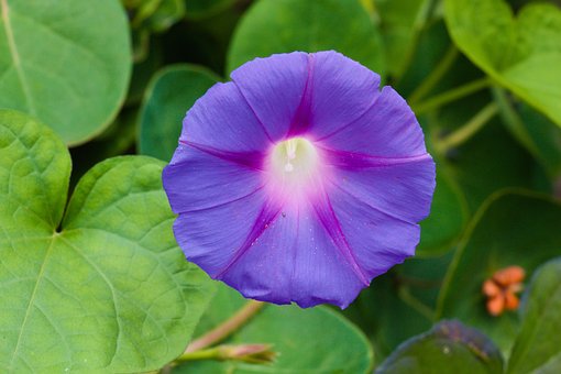 Floare, Albastru, Petale, Floră