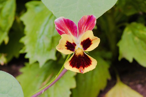 Flori, Vară, Floră, Înflorire, Floare