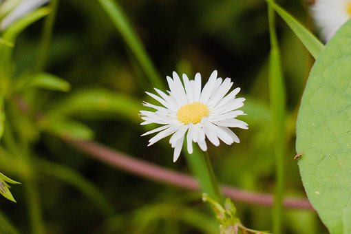 Margaretă, Floare, Petale, Alb Daisy