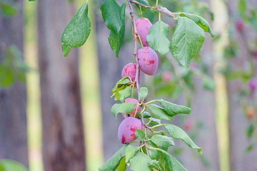 Prune, Vară, Gradina De Legume