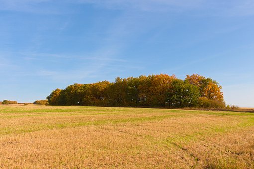 Câmp, Pădure, Toamna, Natură, Peisaj