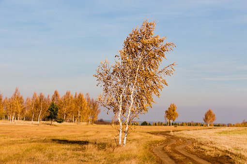 Câmp, Pădure, Toamna, Natură, Peisaj