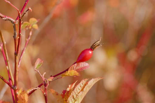 Rose Hip, Toamna, Roșu, Frunze, Șolduri