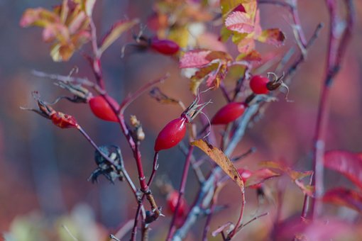 Rose Hip, Toamna, Roșu, Frunze, Șolduri