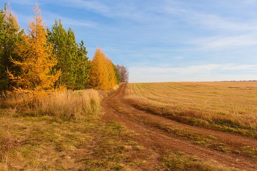 Drumul, Toamna, Pădure, Natură, Câmp