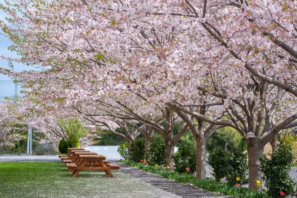 日本樱花日本人 Pixabay上的免费照片