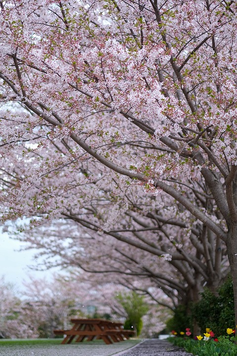 Japan Spring Tree Color Sakura Japan Japanese - Free photo on Pixabay - Pixabay