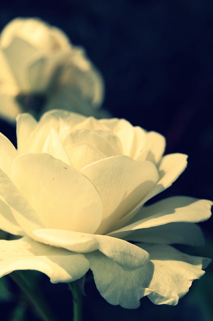 Free Rose Flower photo and picture