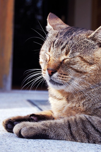 Free Cat Animal photo and picture