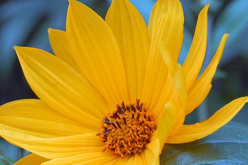 Free Cosmea Yellow photo and picture