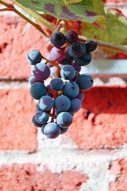 Free Wine Grape photo and picture