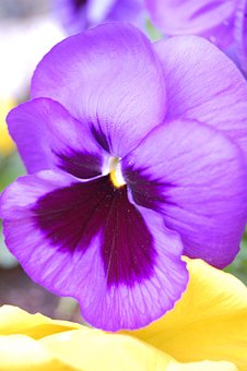 Free Pansy Purple photo and picture
