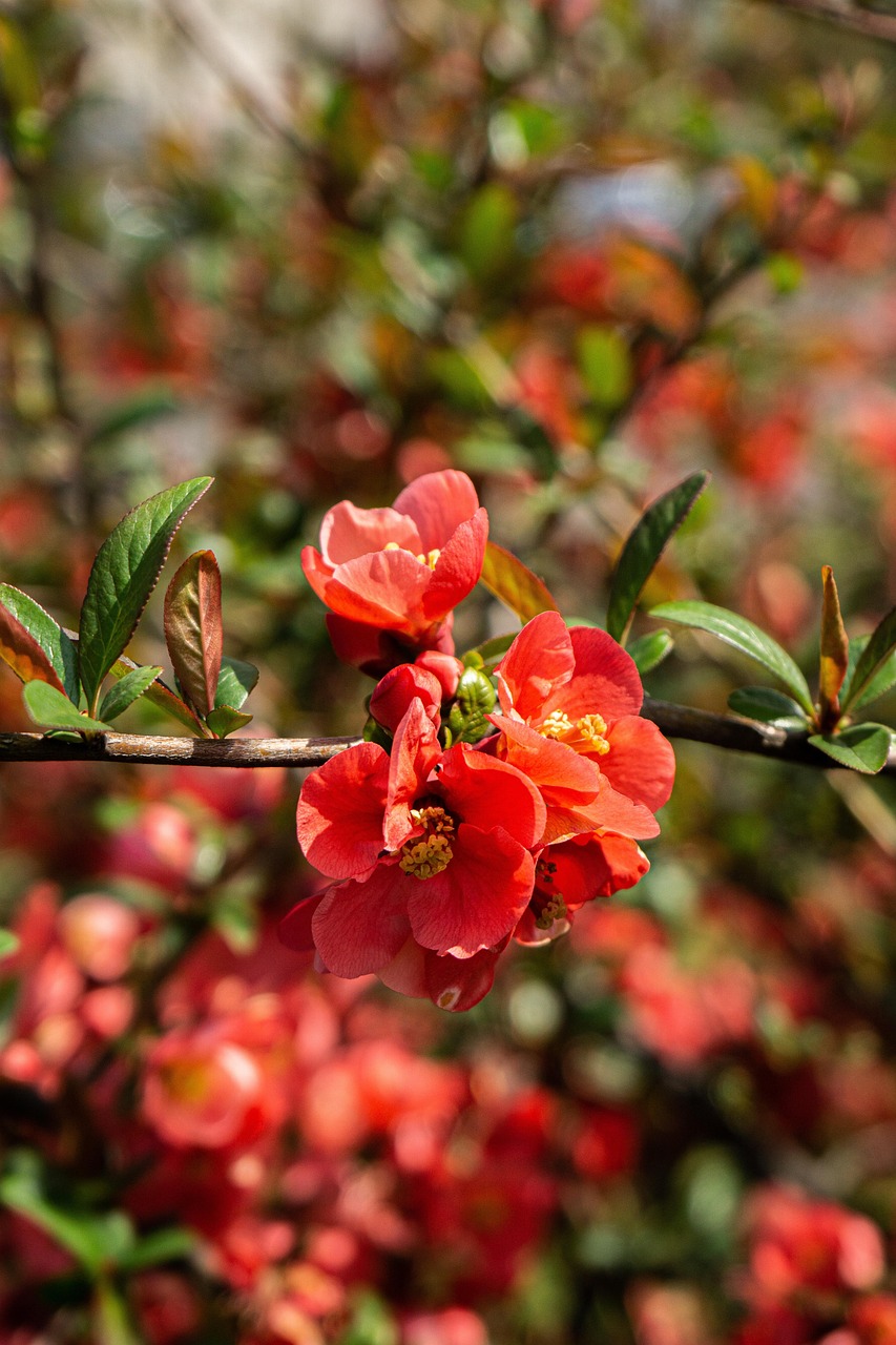 桲 花朵 枝杈 - Pixabay上的免费照片 - Pixabay