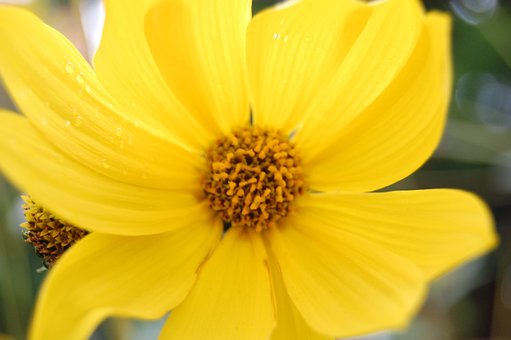 Free Cosmea Yellow photo and picture