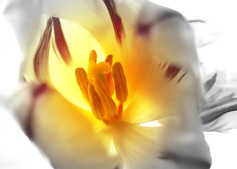 Free Tulip Flower photo and picture