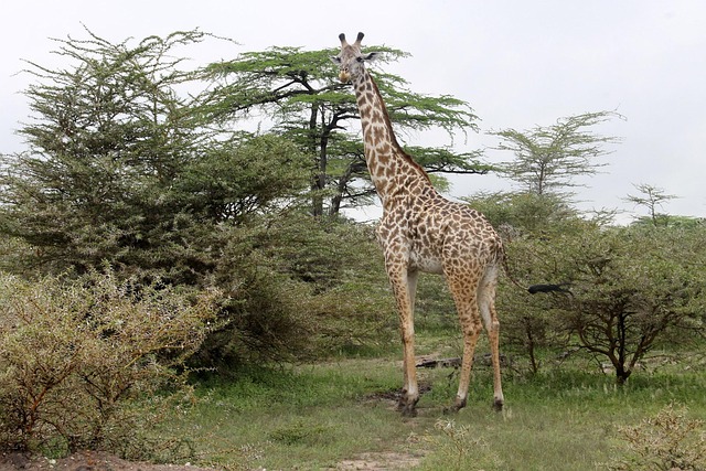 Giraffe, Zanzibar, Tanzania, Afrika