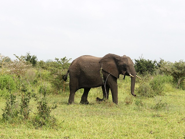 Olifant, Zanzibar, Tanzania, Savannah