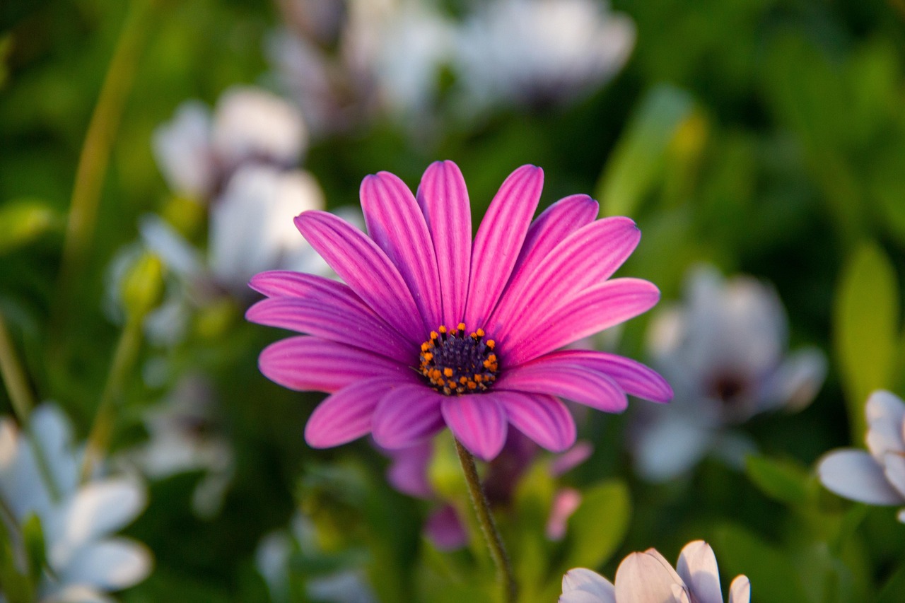 花 非洲雏菊 粉红色的花 - Pixabay上的免费照片 - Pixabay