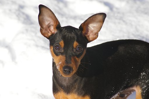 Free Dog Canine photo and picture