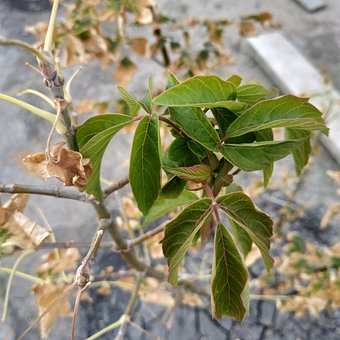 Free Tree Leaves photo and picture
