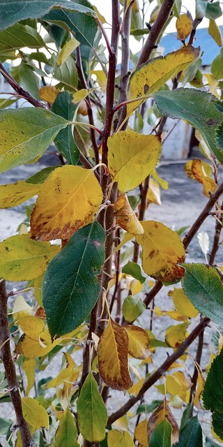 Free Autumn Grass photo and picture