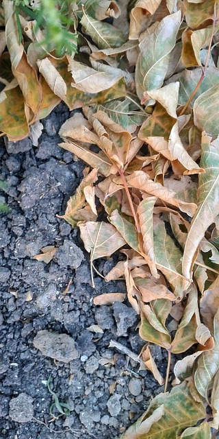 Free Autumn Grass illustration and picture