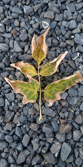 Free Leaves Foliage illustration and picture