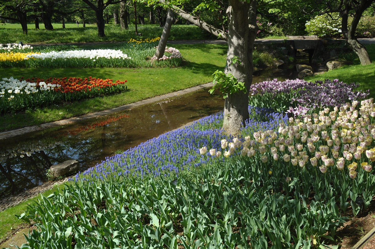 Japan Tulip Bluebell Free photo on Pixabay Pixabay