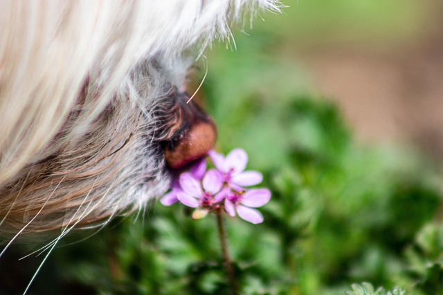 Free Flower Dog photo and picture
