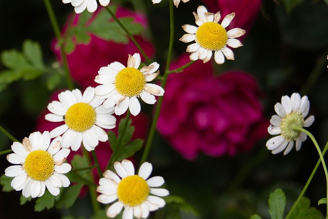 Free Roses Daisy photo and picture